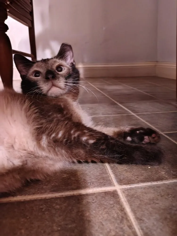 A young medium-sized male Siamese cat named Morgan for adoption in Wheaton, IL