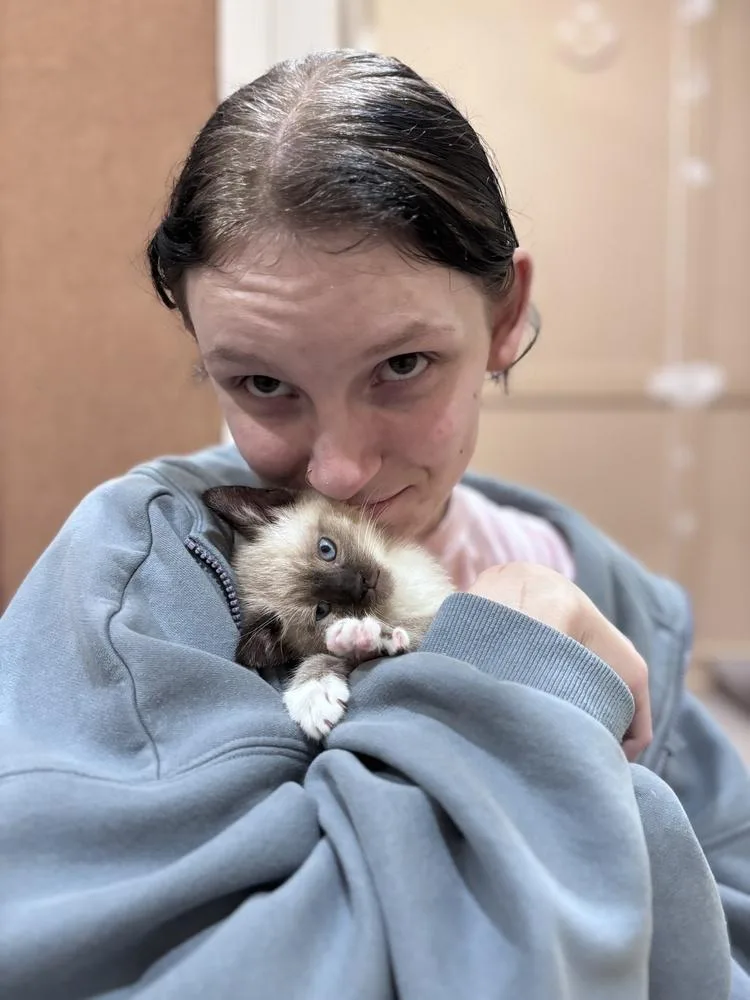 A baby small-sized male Siamese cat named Periwinkle for adoption in Lafayette, CO