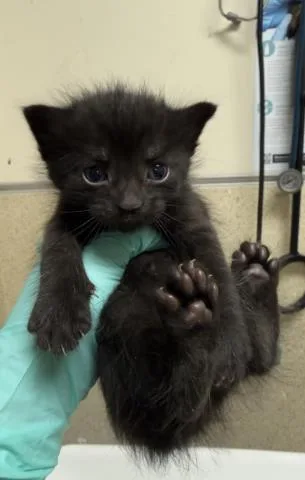 A baby small-sized female Domestic Short Hair cat named Junebug for adoption in Riverside, CA