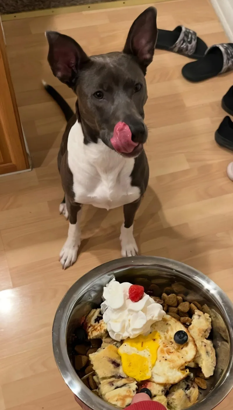 An adult medium-sized female American Staffordshire Terrier dog named Jacey for adoption in Weston, FL