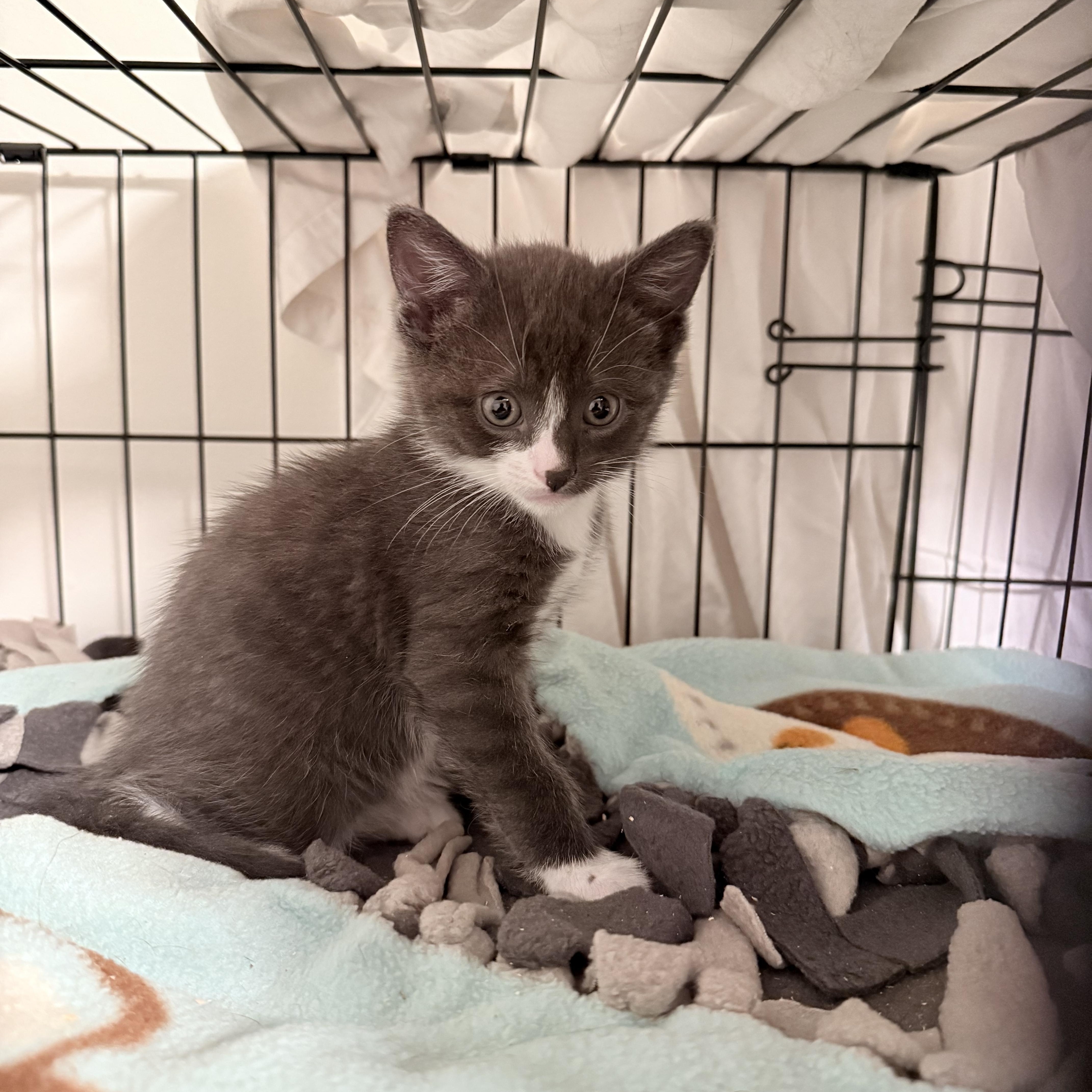 A baby small-sized male Gray & White Domestic Short Hair cat named Deacon & Boone for adoption in New York, NY