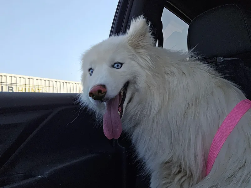 A young medium-sized female White / Cream Husky dog named Linda for adoption in Inglewood, CA