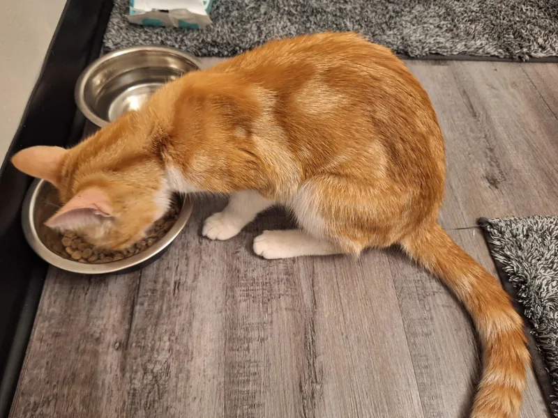 A baby medium-sized female Orange & White Domestic Short Hair cat named Rebecca for adoption in Lewis Center, OH