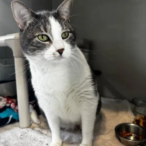 An adult extra large-sized male Gray & White Domestic Short Hair cat named Cannoli for adoption in Hutchinson, MN