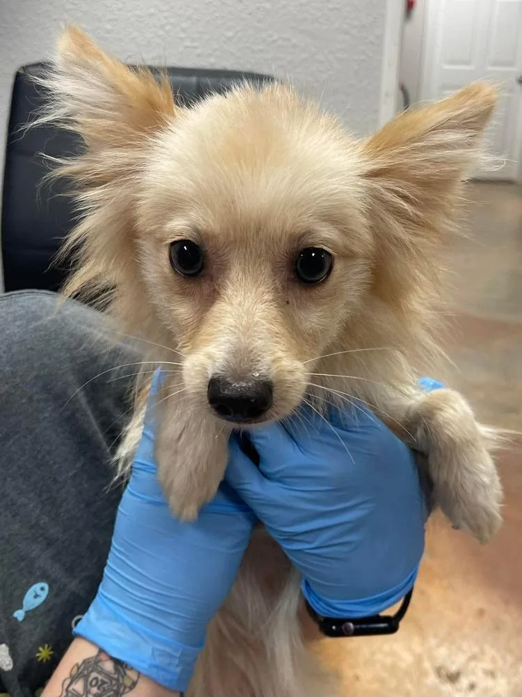 A young small-sized female Pomeranian dog named Starshine for adoption in Bolivar, MO