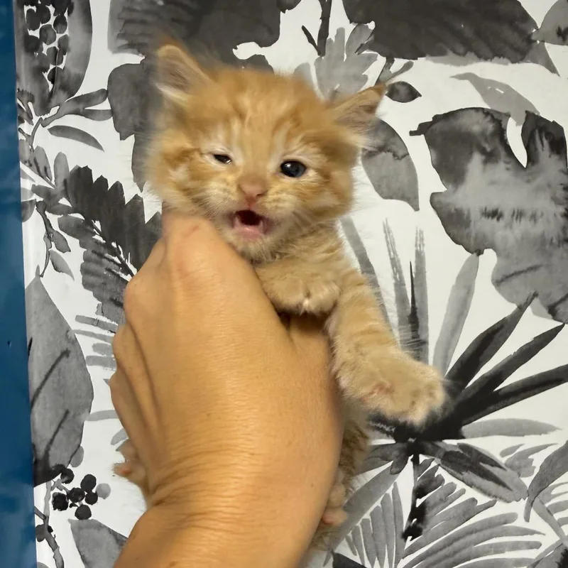 A baby small-sized male Orange / Red Domestic Long Hair cat named Tortilla for adoption in Wahiawa, HI