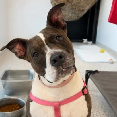 An adult medium-sized female White / Cream Pit Bull Terrier dog named Molly for adoption