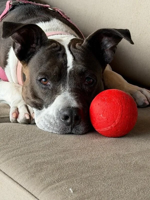 Molly thumbnail 4