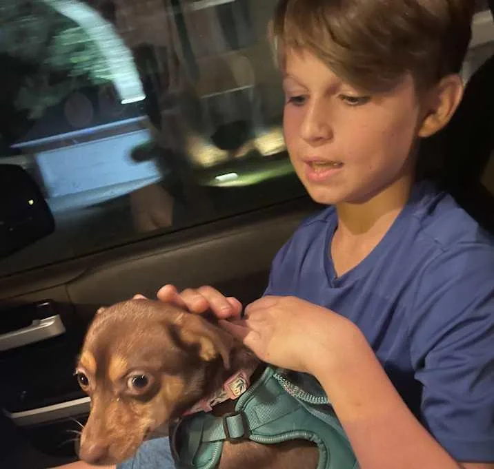 A young small-sized female Brown / Chocolate Chihuahua dog named Fudge for adoption in Inez, TX