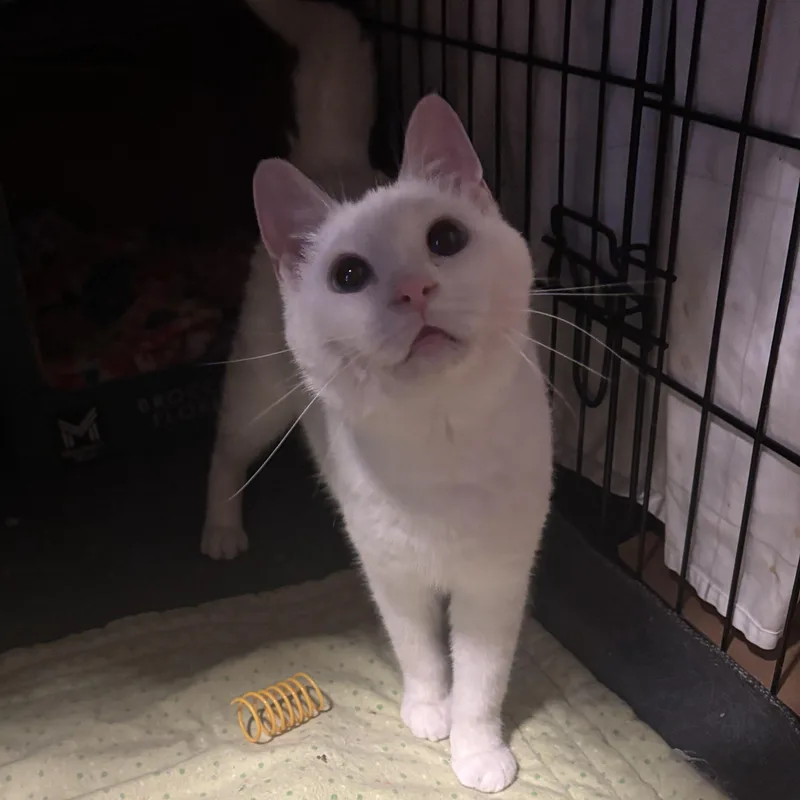 A baby small-sized female White Domestic Short Hair cat named Ivory for adoption in Pittsburgh, PA