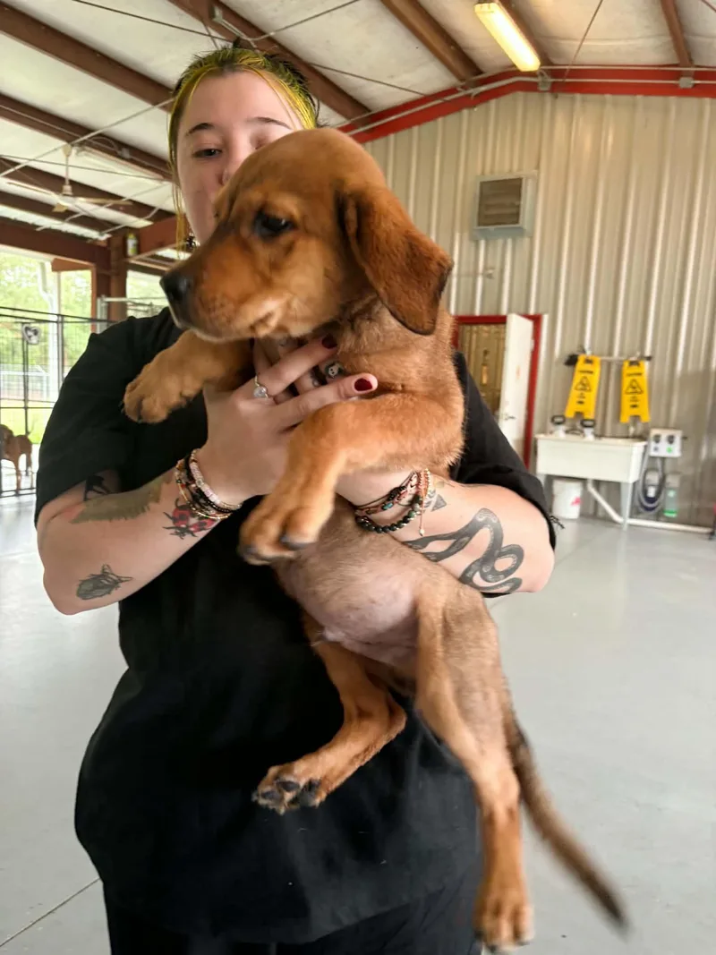 A baby medium-sized male Hound dog named Stimpy for adoption in Bishopville, SC