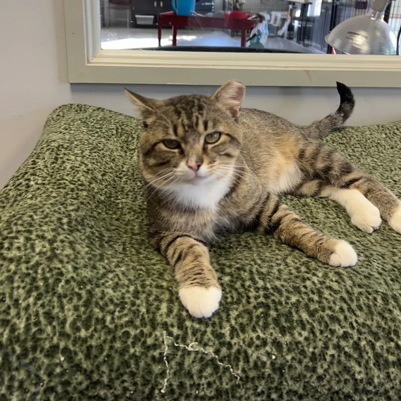 An adult small-sized male Torbie Domestic Short Hair cat named Boy George for adoption in Richmond, IN