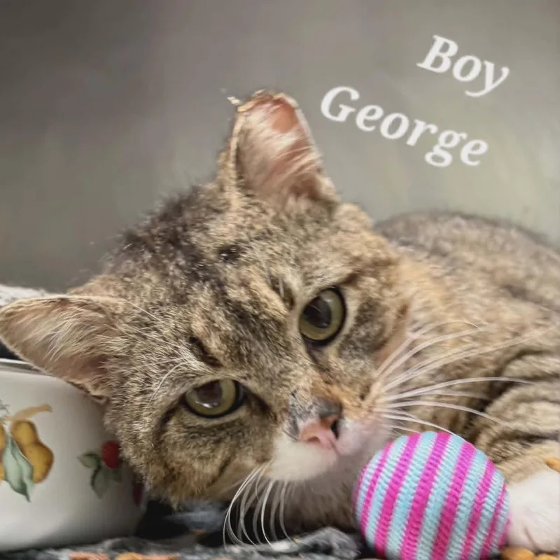 Boy George thumbnail 4