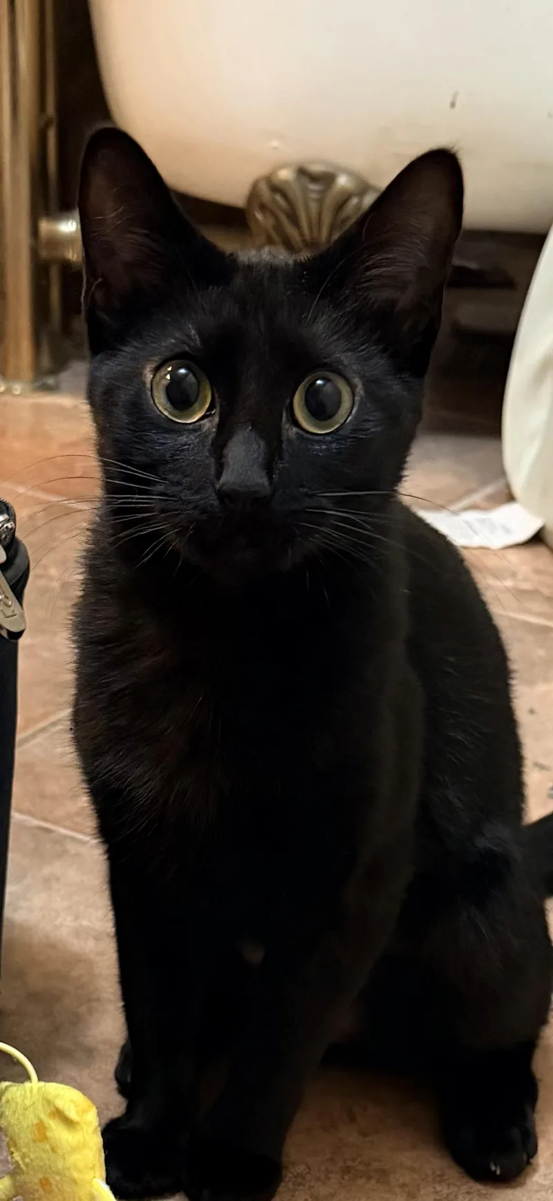 Zelda