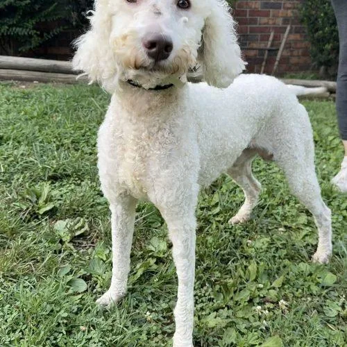 A baby medium-sized male White / Cream Mixed Breed dog named Rice Krispies for adoption in Toms River, NJ
