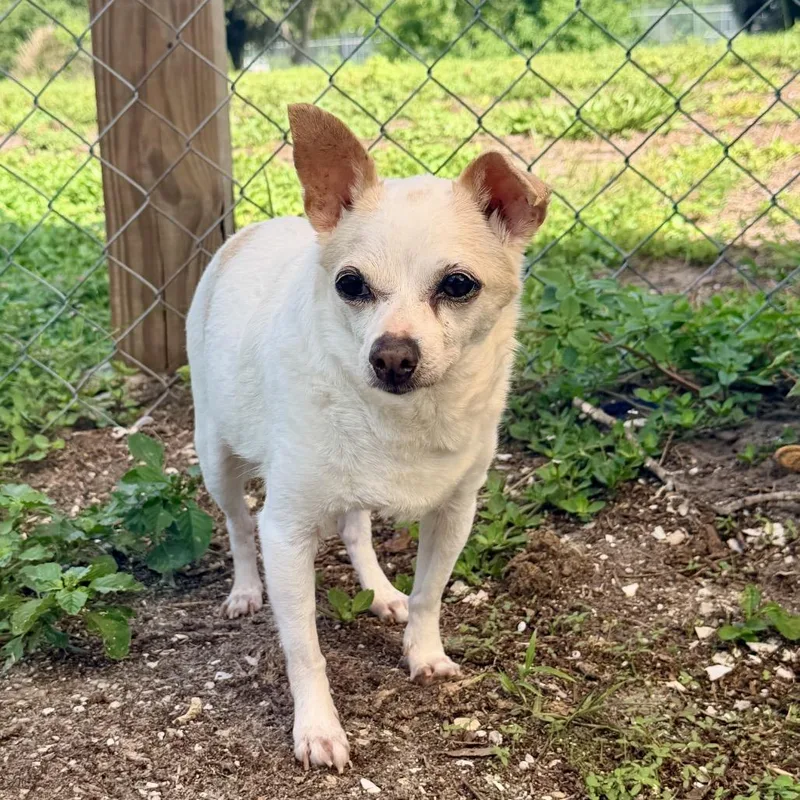 A senior small-sized female White / Cream Chihuahua dog named Milkshake for adoption in Sarasota, FL