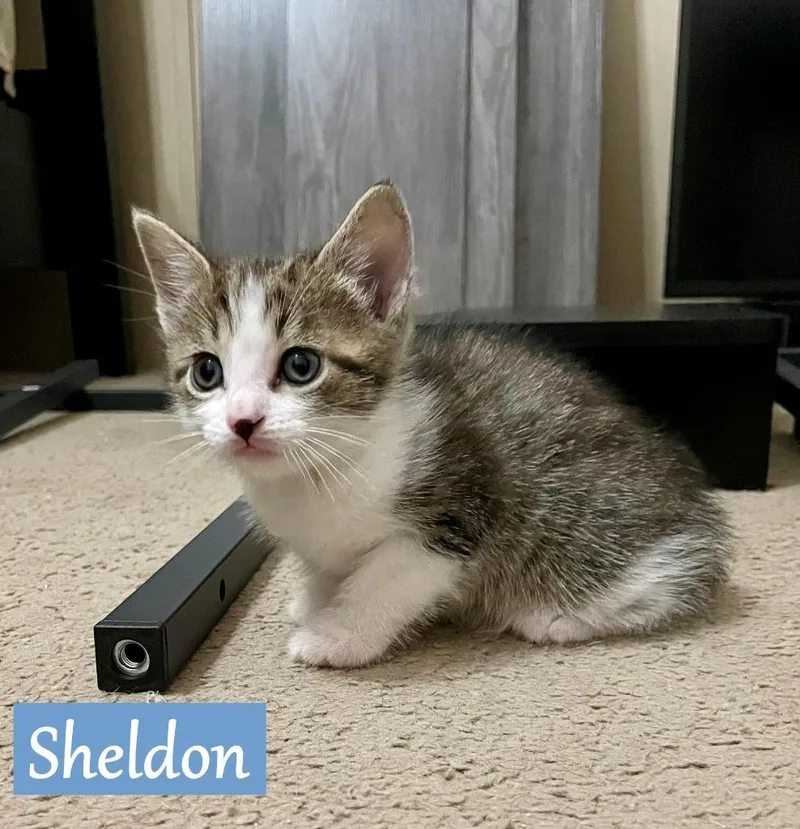 Sheldon