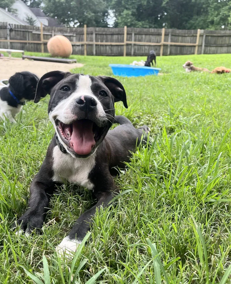 A baby medium-sized male Hound dog named Spencer Reid for adoption in Southaven, MS