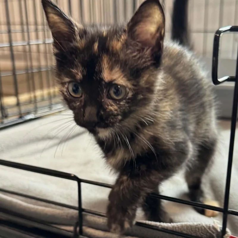A baby small-sized female American Shorthair cat named Jade for adoption in Danbury, CT