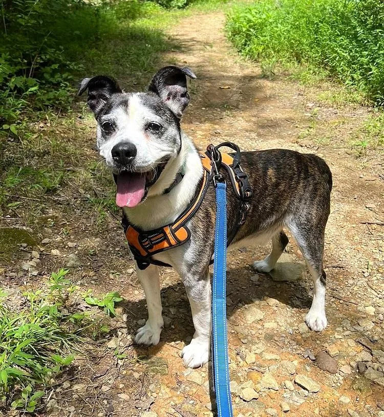 A senior medium-sized male Brindle Terrier dog named Henry for adoption in Pegram, TN