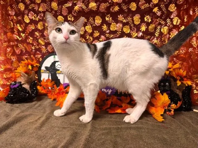 A young medium-sized male Domestic Short Hair cat named Marble for adoption in Fairfield, CA