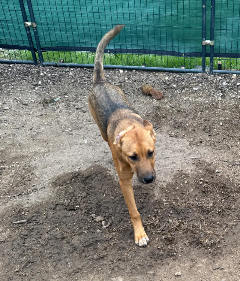 A young medium-sized male Brown / Chocolate Anatolian Shepherd dog named Colt for adoption in Haslet, TX