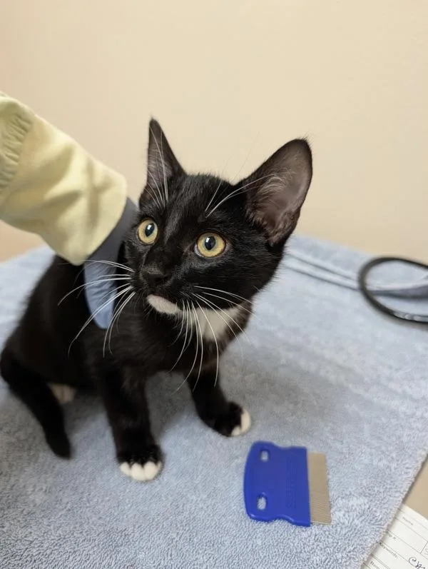 A baby small-sized female Domestic Short Hair cat named Pip Mcdip for adoption in Sherwood, OR