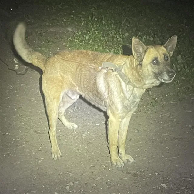 A young large-sized male German Shepherd Dog dog named Elijah for adoption in San Antonio, TX