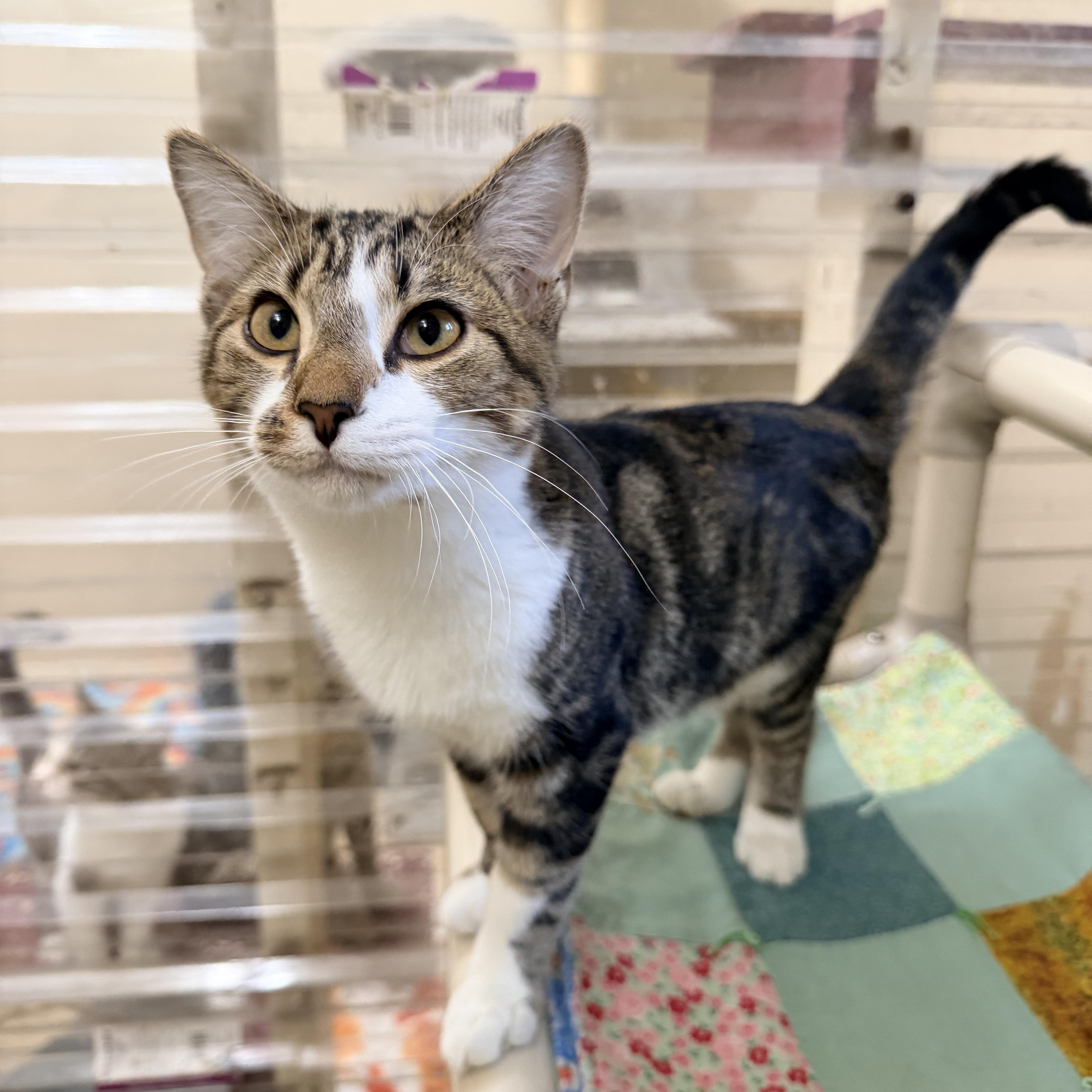 A baby medium-sized male Tabby (Tiger Striped) Domestic Short Hair cat named Rocky for adoption in Logan, OH