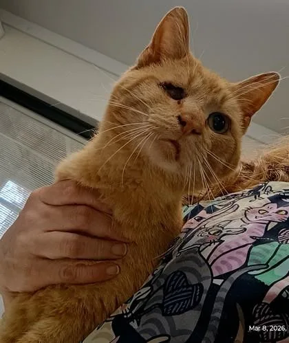 An adult medium-sized male Tabby (Orange / Red) Domestic Short Hair cat named Big Daddy for adoption in Athens, GA