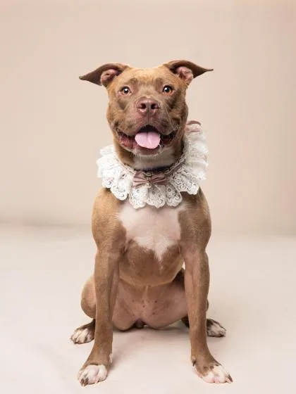 An adult large-sized female Pit Bull Terrier dog named Zelda for adoption in Atlanta, GA