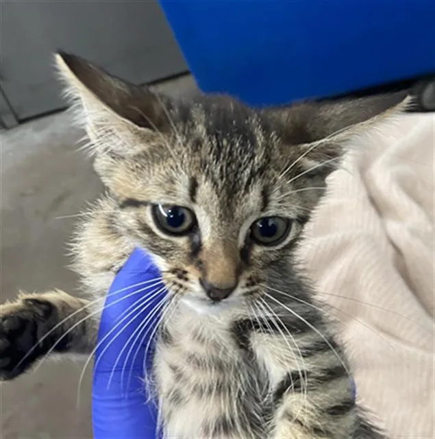 A baby medium-sized female Domestic Short Hair cat named Dawn for adoption in Dallas, TX
