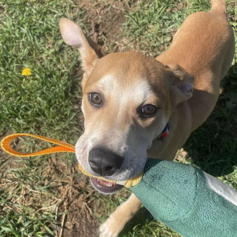 A baby small-sized male Yellow / Tan / Blond / Fawn Mixed Breed dog named Coach for adoption in West Des Moines, IA