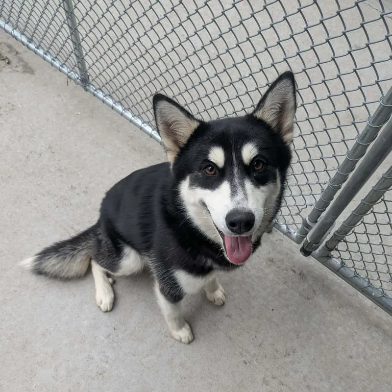 A young medium-sized female Black Husky dog named Lola for adoption in Prairie du Chien, WI