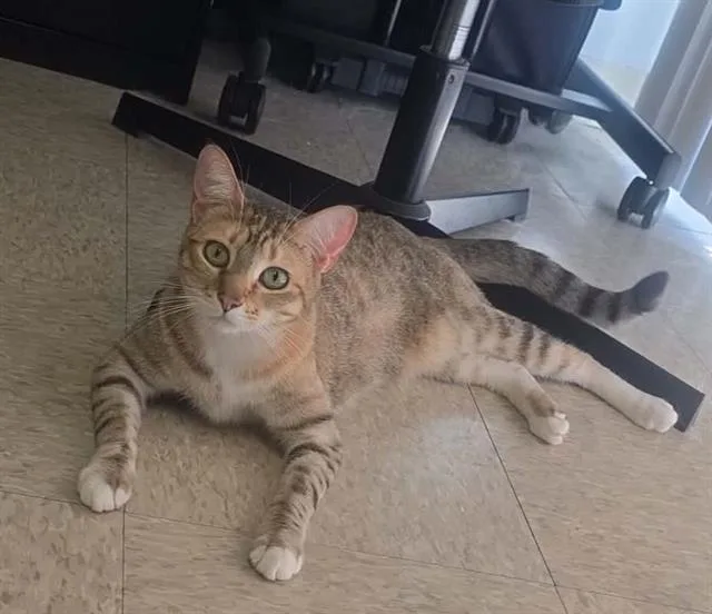 An adult medium-sized female Domestic Short Hair cat named Pumpkin Spice for adoption in Visalia, CA