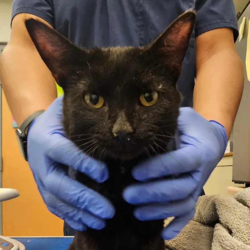 An adult medium-sized male Black Domestic Short Hair cat named Butler for adoption in Birdsboro, PA