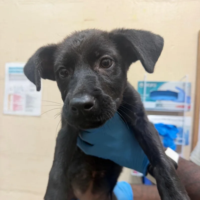 A baby small-sized female Black Labrador Retriever dog named Erica for adoption in Birmingham, AL