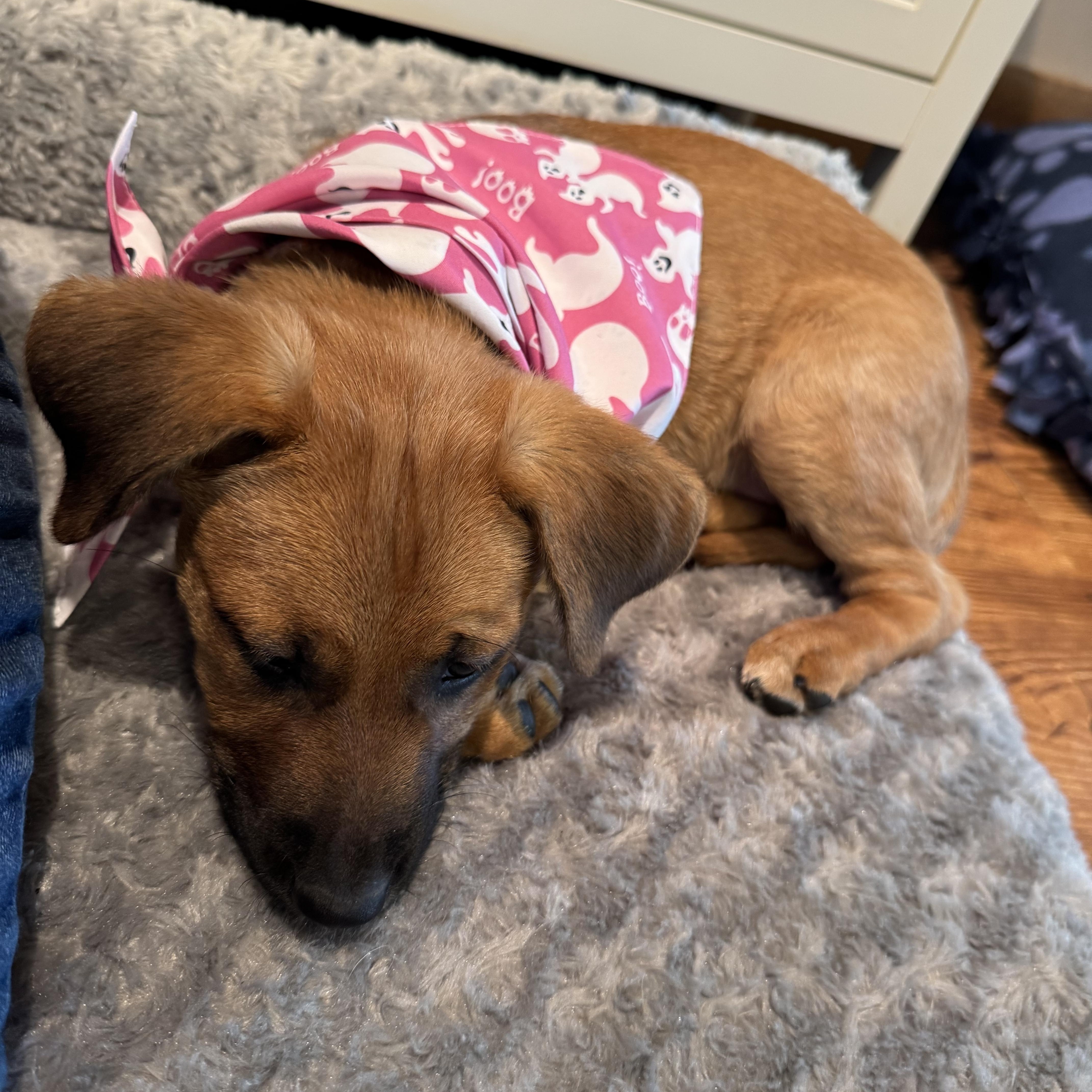 A baby medium-sized female Brown / Chocolate German Shepherd Dog named Cider for adoption in Byron, IL