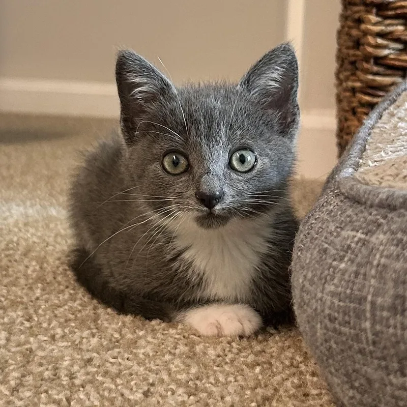 A baby small-sized female Gray & White Domestic Short Hair cat named Cate for adoption in Asheville, NC