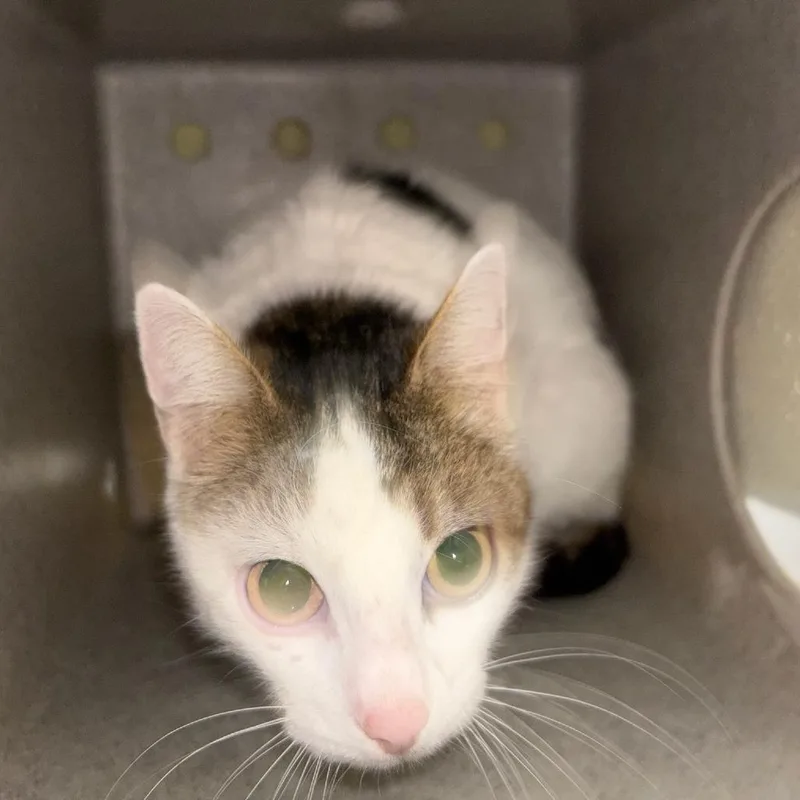 An adult medium-sized male Domestic Short Hair cat named Blackberry for adoption in Tacoma, WA