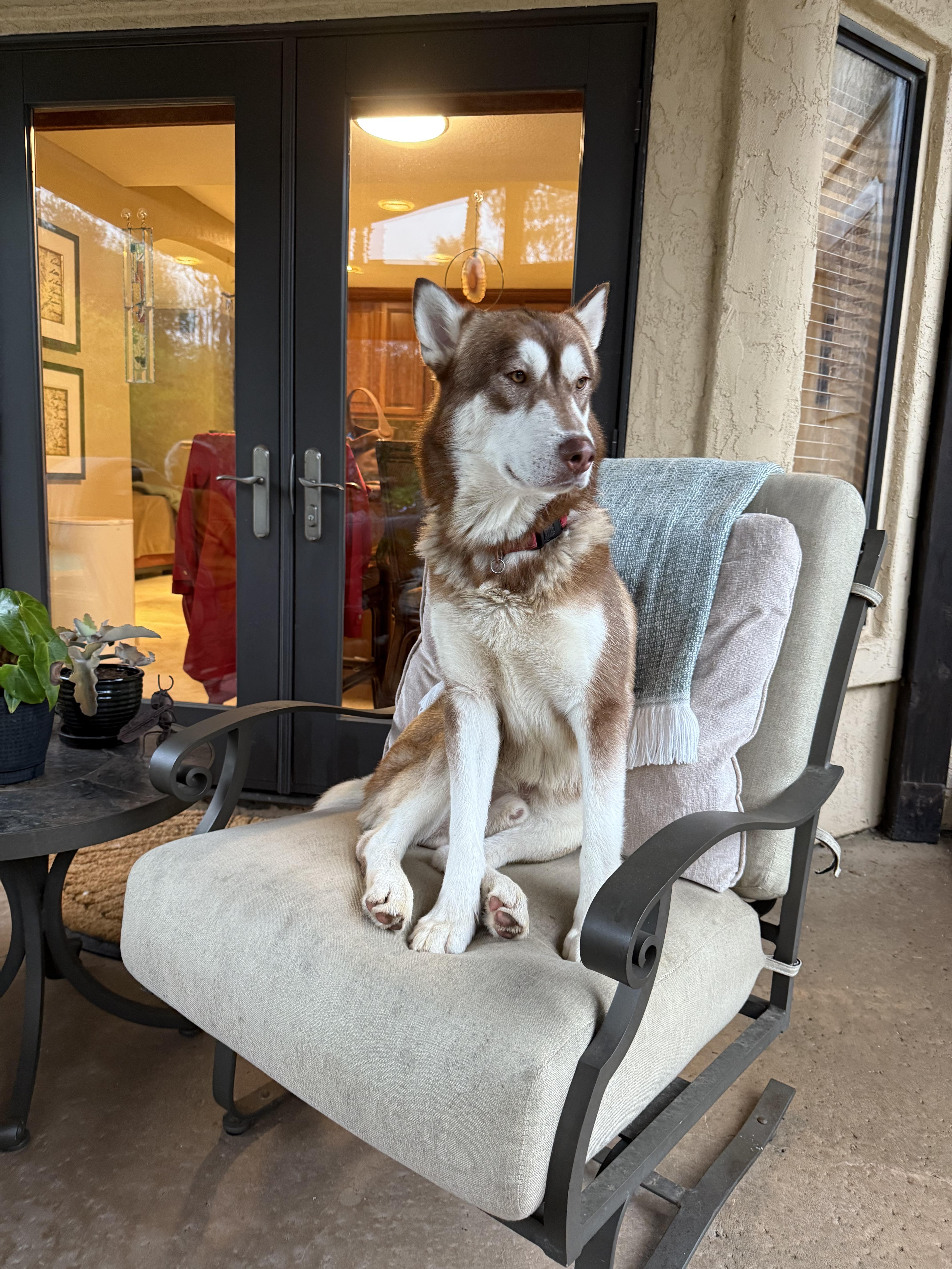 An adult medium-sized male Red / Chestnut / Orange Husky dog named Alfa for adoption in Inglewood, CA