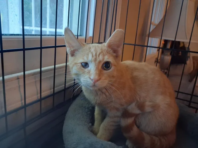 A baby medium-sized male Tabby (Orange / Red) Domestic Short Hair cat named Peter for adoption in Greensboro, NC
