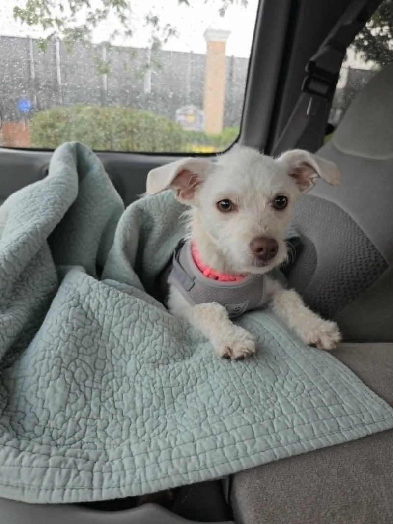 A baby small-sized female White / Cream Miniature Poodle dog named Sally Mae for adoption in Lexington, NC