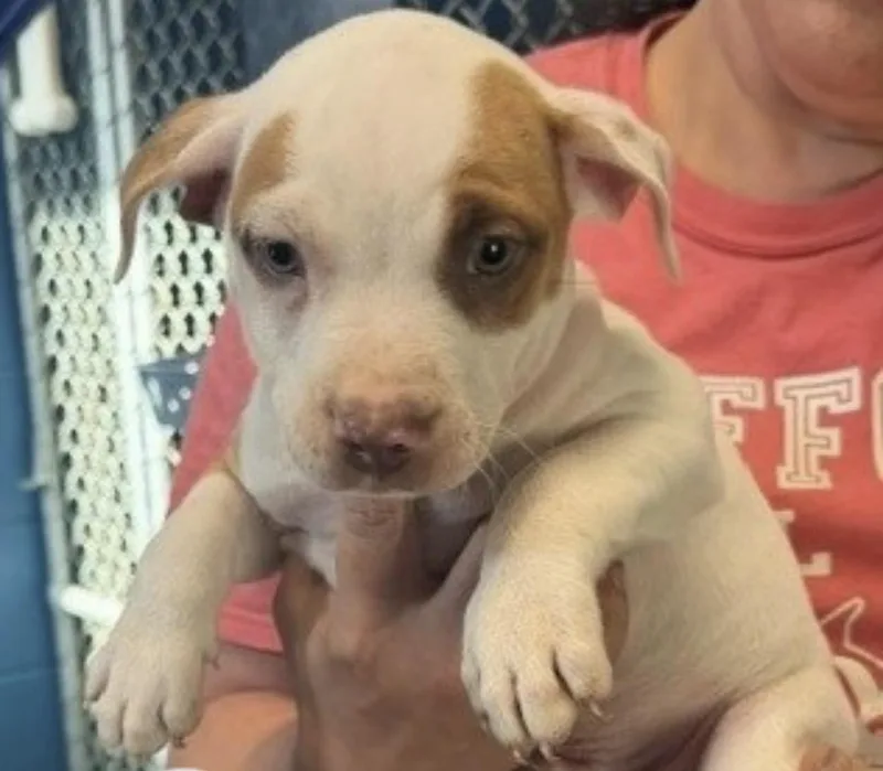 A baby medium-sized male Terrier dog named Espresso for adoption in Copiague, NY