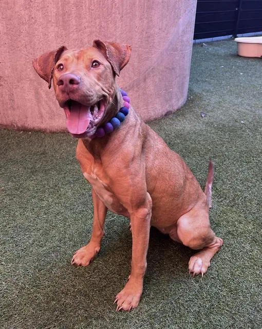 A young large-sized female Vizsla dog named Catalina for adoption in San Francisco, CA