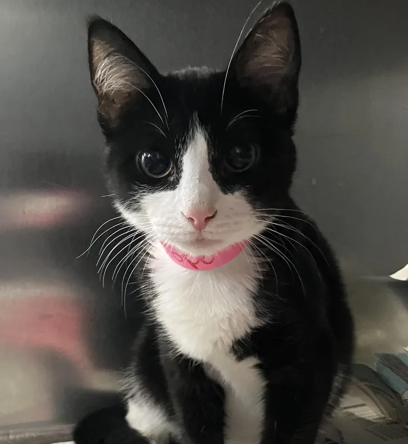 A baby medium-sized female Black & White / Tuxedo Domestic Short Hair cat named Penelope for adoption in Parma, OH