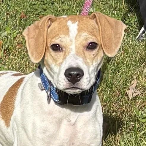 A baby medium-sized male White / Cream Hound dog named Nubs for adoption in Calverton, NY