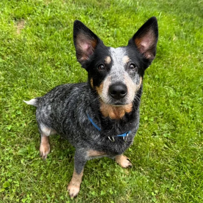 An adult medium-sized female Black Australian Cattle Dog / Blue Heeler dog named Betsy for adoption in Middlebury, VT