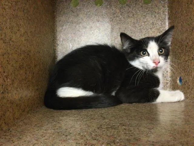 A baby small-sized male Domestic Short Hair cat named Onimaru for adoption in Riverside, CA