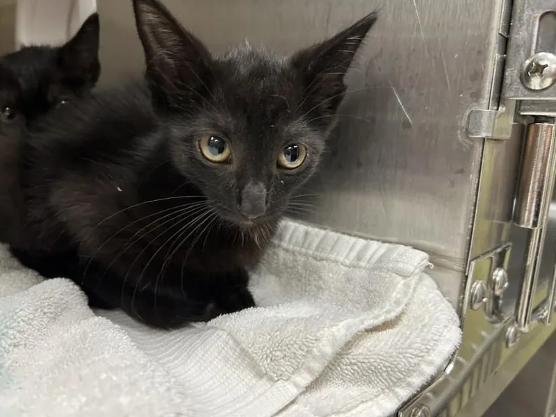 A baby small-sized female Domestic Short Hair cat named Myrtle for adoption in Chapel Hill, NC